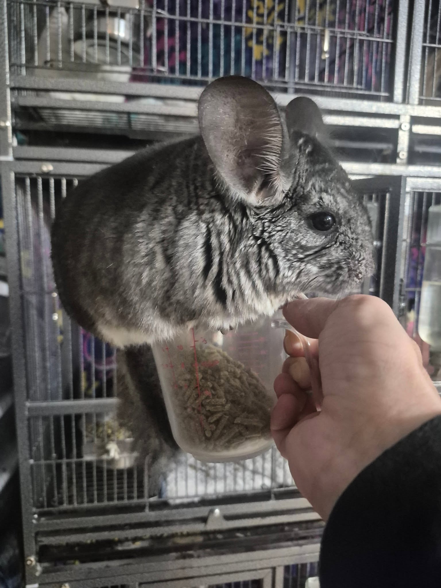 Ash, a full-coated grey chinchilla perched on a food container