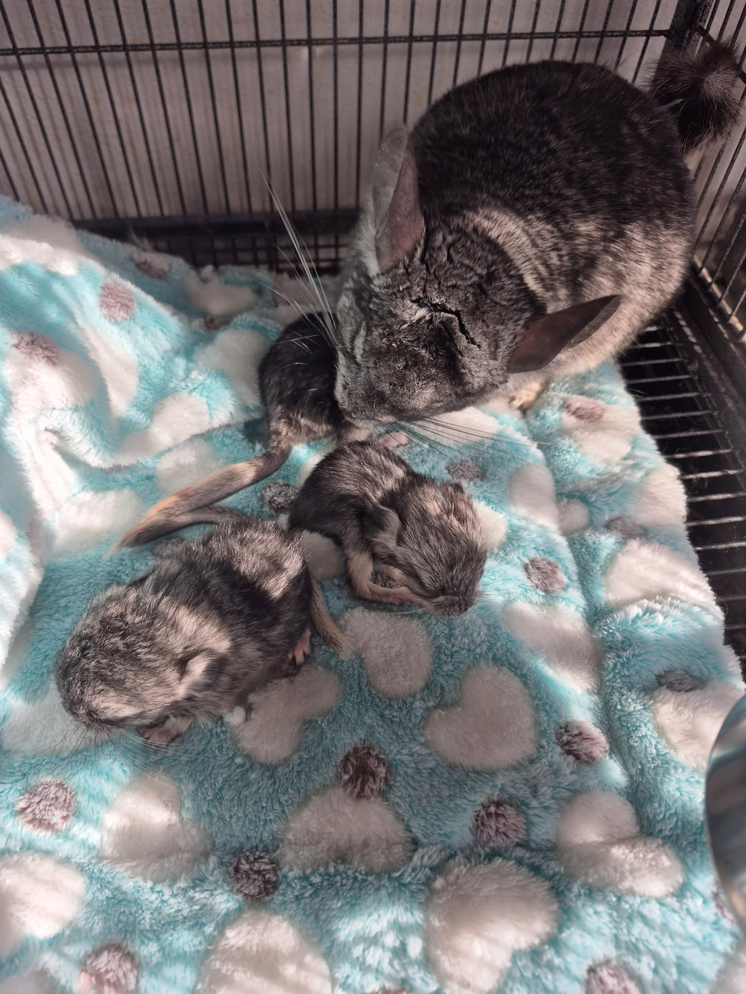An adult Blue Line chinchilla with three babies on soft bedding