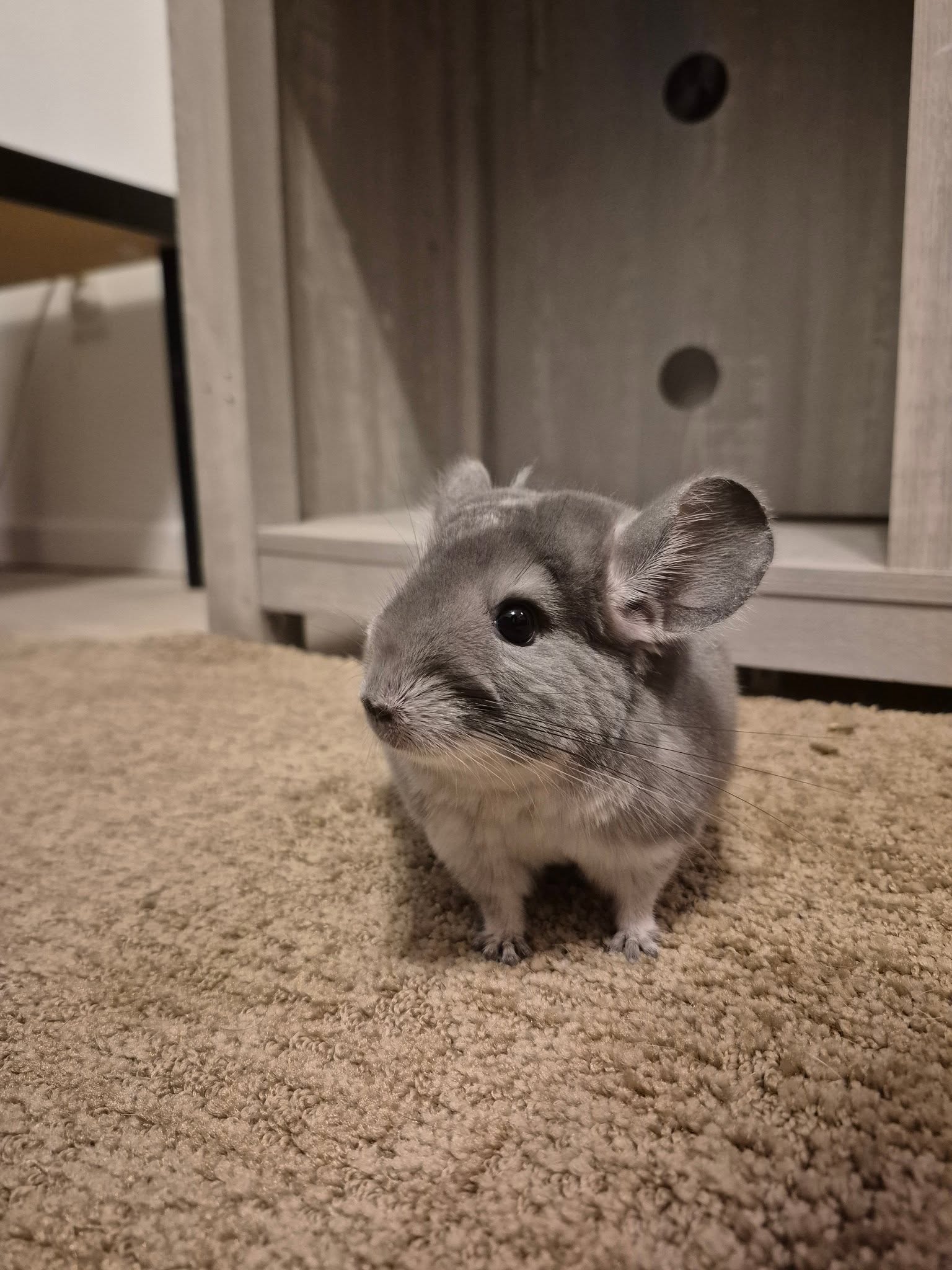 Dino, a round grey Blue Line chinchilla sitting in his new home