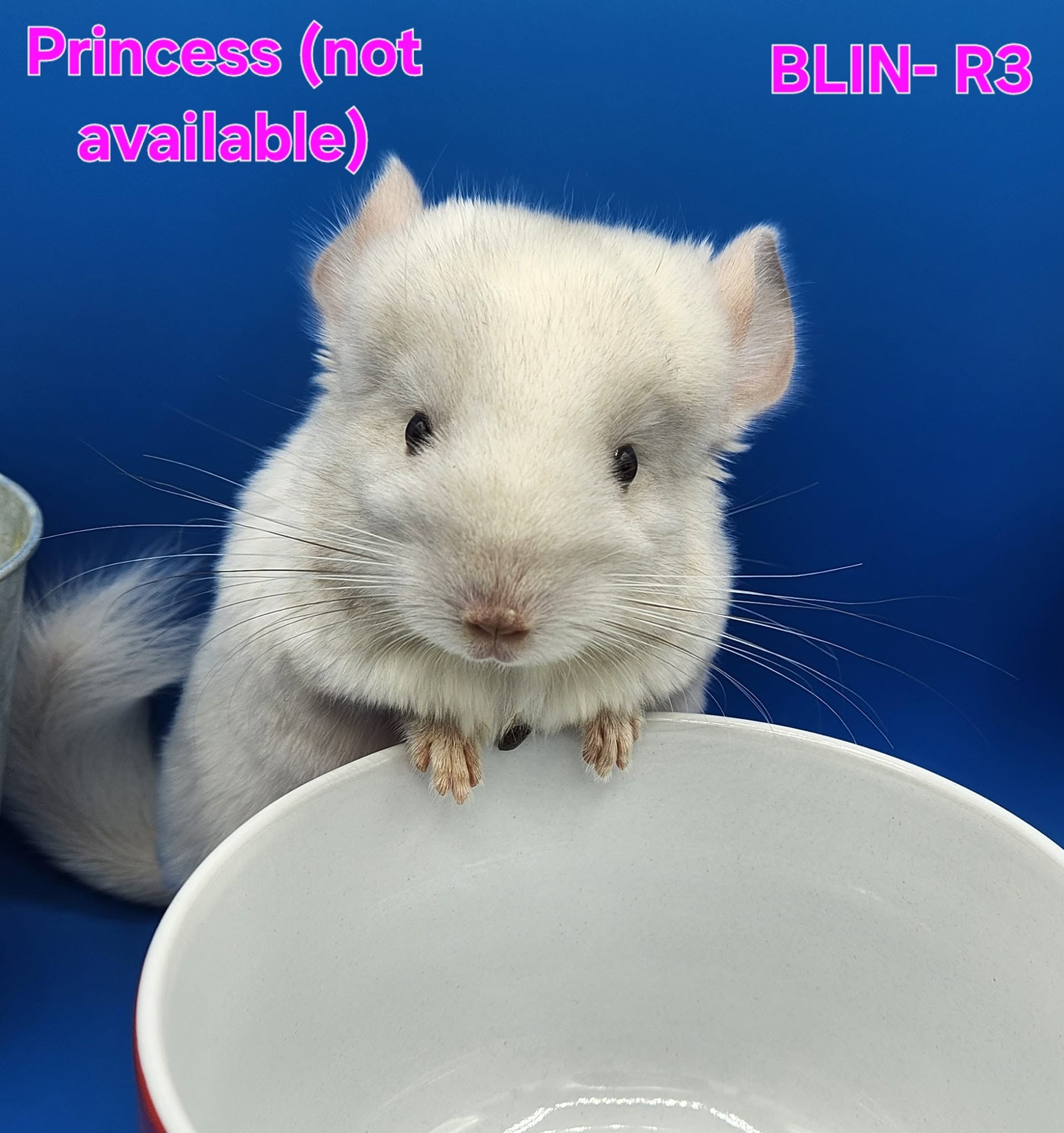 Princess, a white chinchilla with a full coat, perched at the edge of a bowl