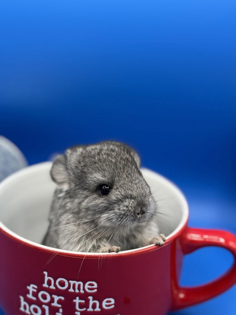 A baby Blue Line chinchilla peeking out of a red mug